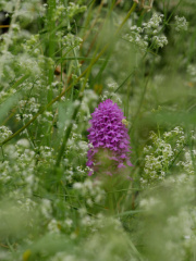 Pyramidal Orchid