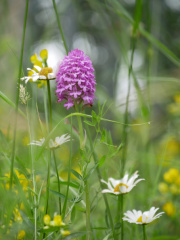 Pyramidal Orchid
