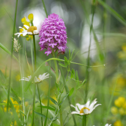 Flora