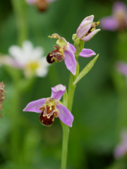 Bee Orchid