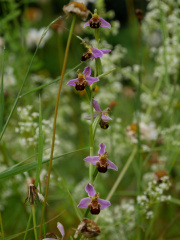 Bee Orchid