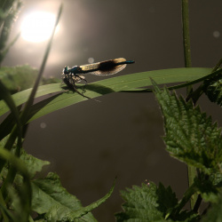 Insects