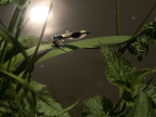 Insects