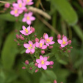 Common Centuary