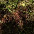 Purple Toothwort
