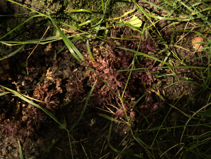 Purple Toothwort