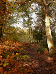 Autumn in Hocombe Mead