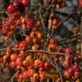 Crab apples