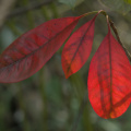 Leaves in the sun