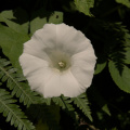 Convolvulus