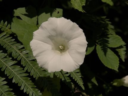 Convolvulus