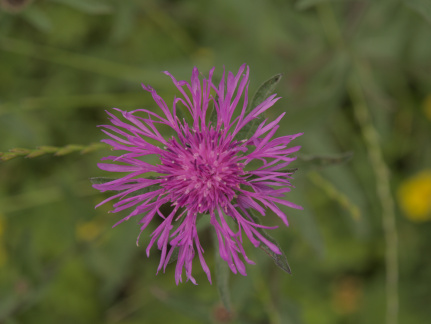Knapweed