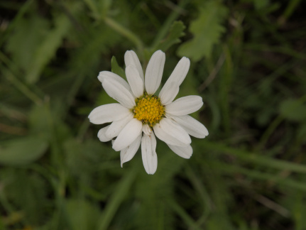 Ox-eye daisy