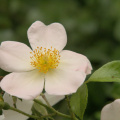 Dog Rose