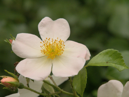Dog Rose
