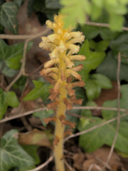 Ivy Broomrape
