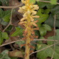 Ivy Broomrape