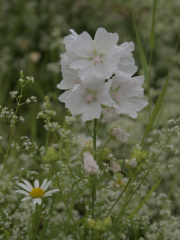Musk Mallow
