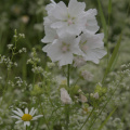 Musk Mallow