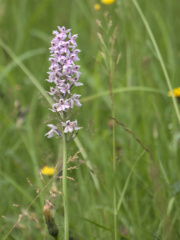 Common Spotted Orchid