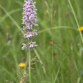 Common Spotted Orchid