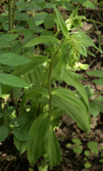 Unidentified Hellebore