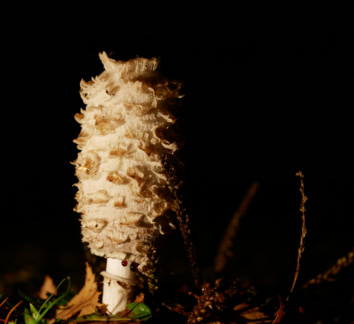 Shaggy Inkcap (on my drive)