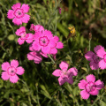 Maiden Pink