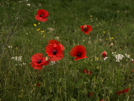 Poppies