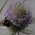 Teasel