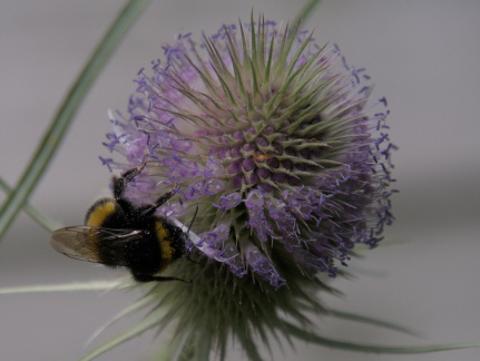 Teasel