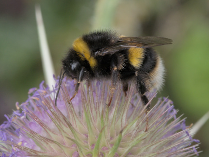 White-tailed bumblebee